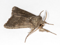 Deep-brown Dart